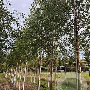 Betula pendula 16-18 HO draadkluit
