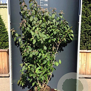 Callicarpa bod. 'Profusion' 150-175 cm 20L