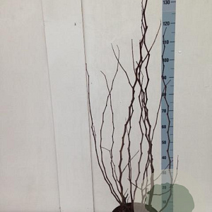 Cercis siliquastrum 100-125 cm met kluit