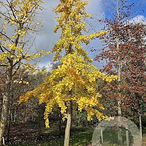 Ginkgo biloba 12-14 HO draadkluit