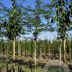 Gleditsia triacanthos inermis 10-12 HO draadkluit