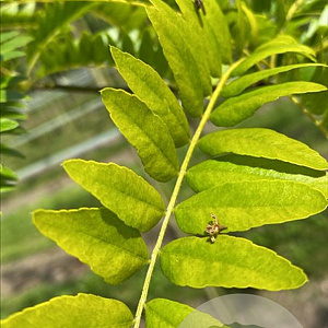 Gleditsia triac. 'Sunburst' 10-12 HO draadkluit