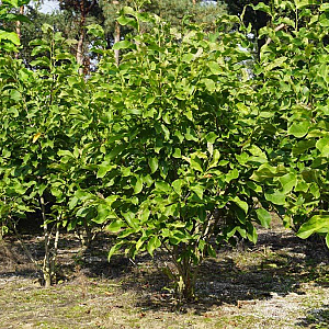 Magnolia 'Spectrum' 200-250 cm draadkluit meerstammig 160-180 cm diameter