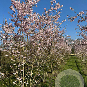 Prunus subh. 'Autumnalis Rosea' 350-400 cm draadkluit meerstammig op aanvraag