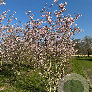 Prunus subh. 'Autumnalis Rosea' 350-400 cm draadkluit meerstammig op aanvraag