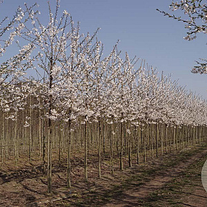 Prunus yedoensis 14-16 HO draadkluit