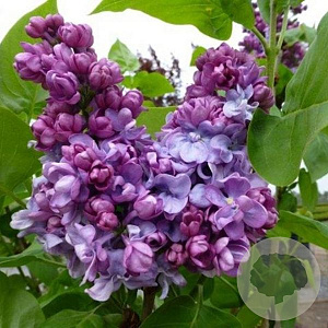 Syringa v. 'Charles Joly' 250-300 cm draadkluit struik 175-200 diameter