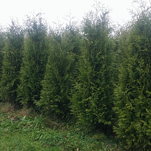 Thuja occ. 'Brabant' 200-225 cm met kluit