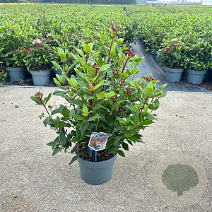 Viburnum tin. 'Gwenllian' 30-40 cm 5,0L