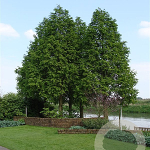 Taxodium distichum 100-125 cm 7,5L