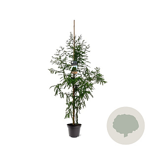Taxodium distichum 100-125 cm 7,5L