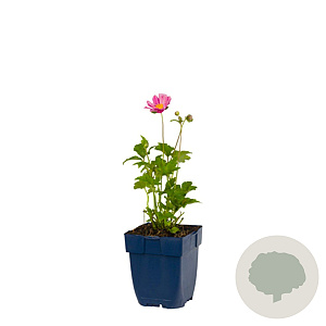 Anemone hyb. 'Pamina' GM  P11