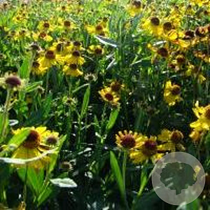 Helenium 'Wesergold' GM P9