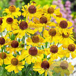 Helenium 'Wesergold' GM P9