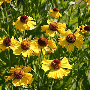 Helenium 'Wesergold' GM P9