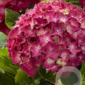 Hydrangea m. Music Coll. Red Reggae 30-40 cm 5,0L rood