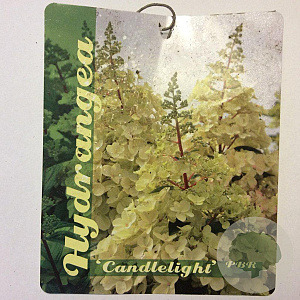 Hydrangea pan. Candlelight 70 cm stam 5,0L