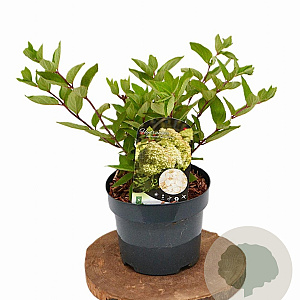 Hydrangea pan. 'Grandiflora' 30-40 cm 3,0L