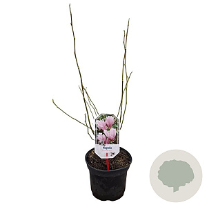Magnolia 'George Henry Kern' 40-50 cm 3,0L