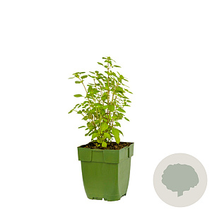 Ocimum basilicum GM  P11