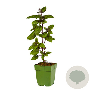Ocimum basilicum 'Magic Mountain' GM  P11