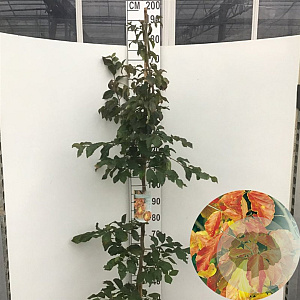 Parrotia persica 'Vanessa' 175-200 cm 10L