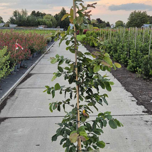 Parrotia persica 'Vanessa' 175-200 cm 10L