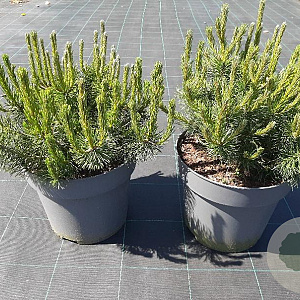 Pinus mugo 30-40 cm 10L