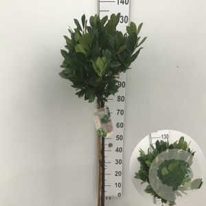 Prunus l. 'Mano' 90 cm stam 10L