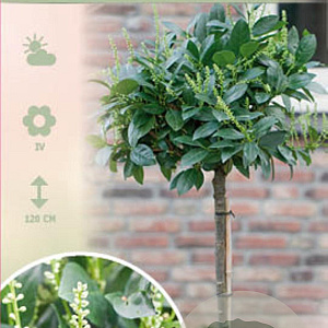 Prunus l. 'Mano' 90 cm stam 10L