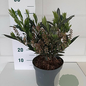 Prunus l. 'Otto Luyken' 35-40 cm 5,0L