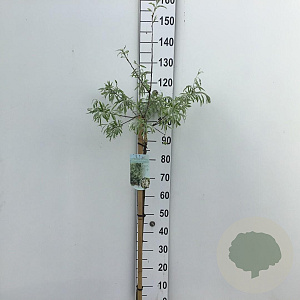 Pyrus salicifolia 'Pendula' 90 cm stam 7,5L