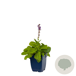 Salvia nem. 'Mainacht' GM  P11