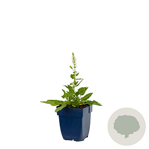 Salvia nem. 'Schneehügel' GM  P11