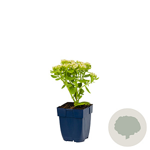 Sedum spectabile 'Stardust' GM  P11