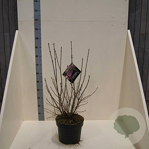 Syringa patula 'Miss Kim' 60-80 cm 10L