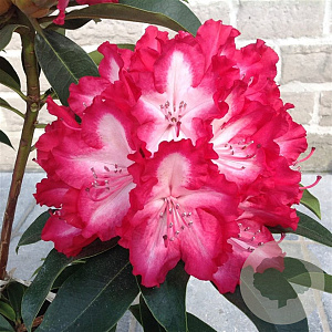 Rhododendron 'Lumie' 60-70 cm 20L
