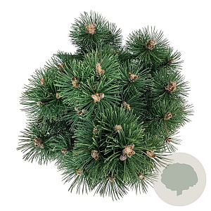 Pinus mugo 'Green Column' 50-60 cm 15L