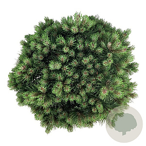 Pinus mugo 'Heideperle' 30-40 cm 15L
