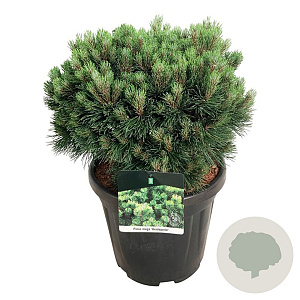 Pinus mugo 'Heideperle' 30-40 cm 15L