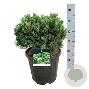 Pinus mugo 'Heideperle' 30-40 cm 15L