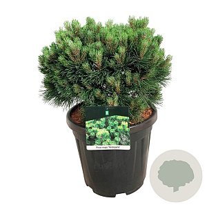 Pinus mugo 'Heideperle' 30-40 cm 15L