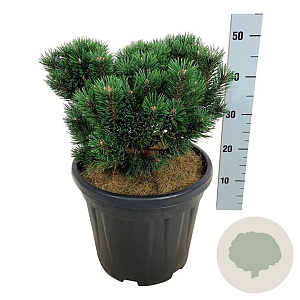 Pinus mugo 'Limerick' 30-40 cm 15L