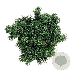 Pinus mugo 'Limerick' 30-40 cm 15L