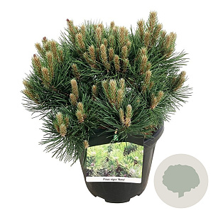 Pinus nigra 'Nana' 40-50 cm 15L