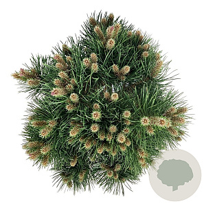 Pinus nigra 'Nana' 40-50 cm 15L