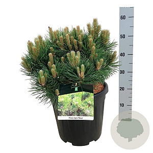 Pinus nigra 'Nana' 40-50 cm 15L