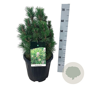 Pinus nigra 'Richard' 40-50 cm 15L
