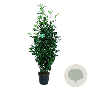 Prunus l. Genolia 125-150 cm 15L