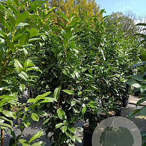 Prunus l. Genolia 125-150 cm 15L